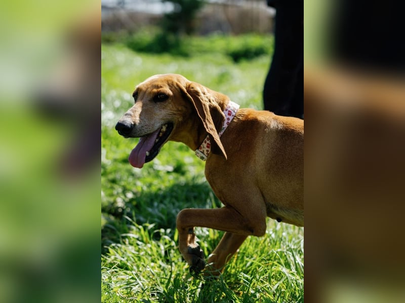 Mimika, verspielte Hundedame, ca. 9 Jahre, ca 48 cm, ca 14 kg