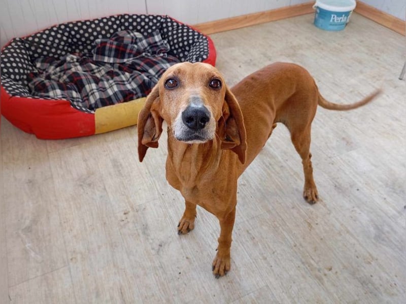 Mimika, verspielte Hundedame, ca. 9 Jahre, ca 48 cm, ca 14 kg