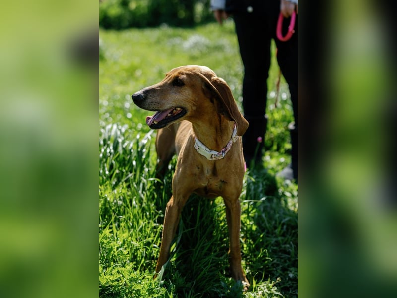 Mimika, verspielte Hundedame, ca. 9 Jahre, ca 48 cm, ca 14 kg