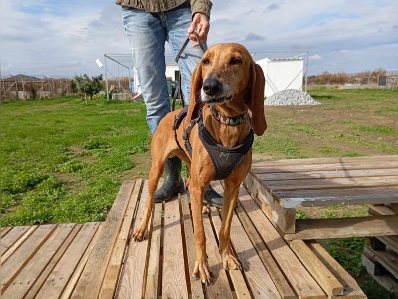 Mimika, verspielte Hundedame, ca. 9 Jahre, ca 48 cm, ca 14 kg