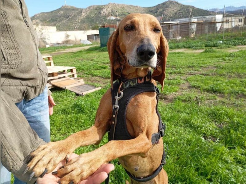 Mimika, verspielte Hundedame, ca. 9 Jahre, ca 48 cm, ca 14 kg