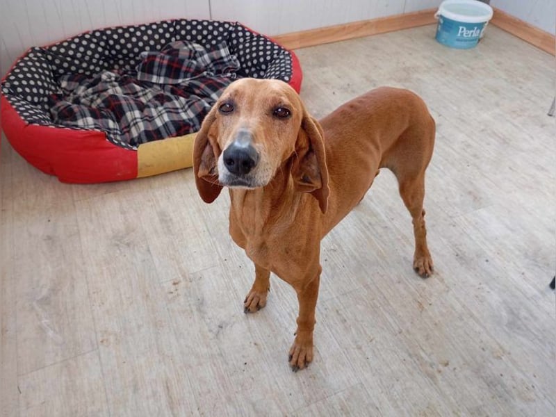 Mimika, verspielte Hundedame, ca. 9 Jahre, ca 48 cm, ca 14 kg