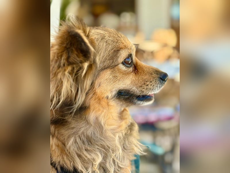 Ginger, lebensfrohe Hundedame, ca. 7 Jahre, ca. 25 cm, ca. 6 kg *in 50769 Köln*