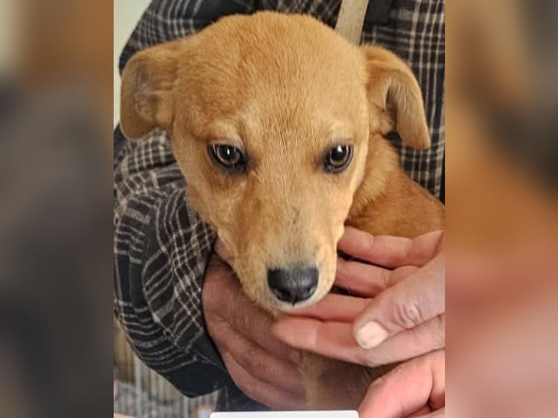 Stella, Pinscher-Mix, Hündin, klein, geb. 06.11.2024