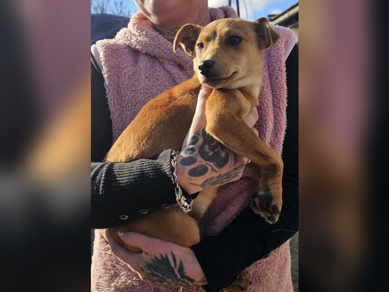 Stella, Pinscher-Mix, Hündin, klein, geb. 06.11.2024