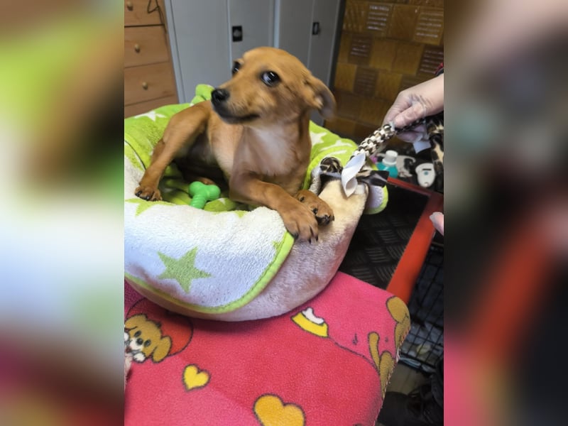 Stella, Pinscher-Mix, Hündin, klein, geb. 06.11.2024