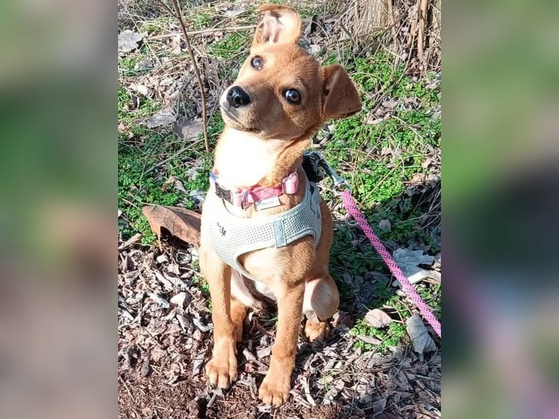 Stella, Pinscher-Mix, Hündin, klein, geb. 06.11.2024
