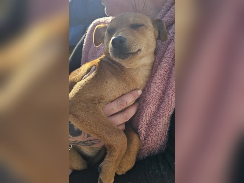 Stella, Pinscher-Mix, Hündin, klein, geb. 06.11.2024