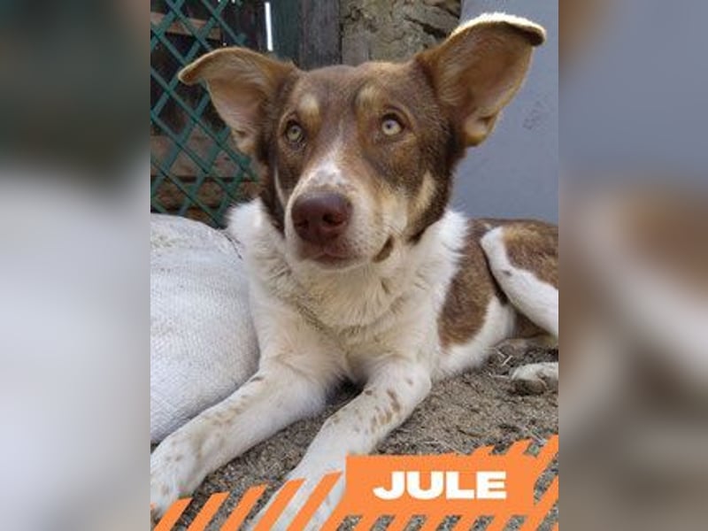 Jule