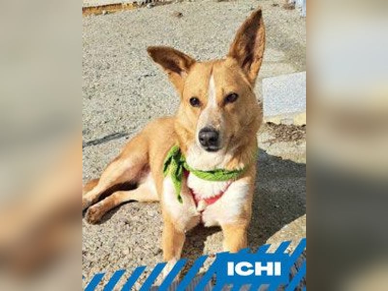 Ichi