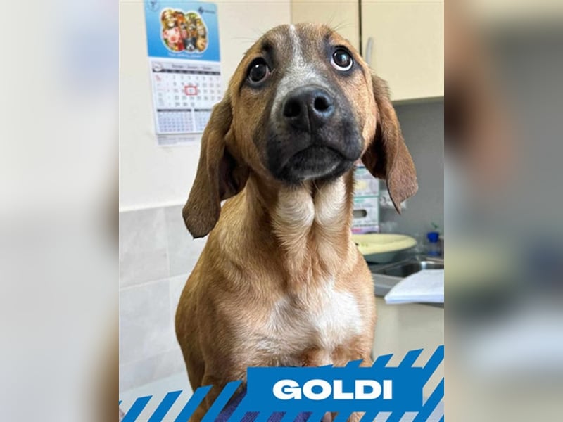 Goldi