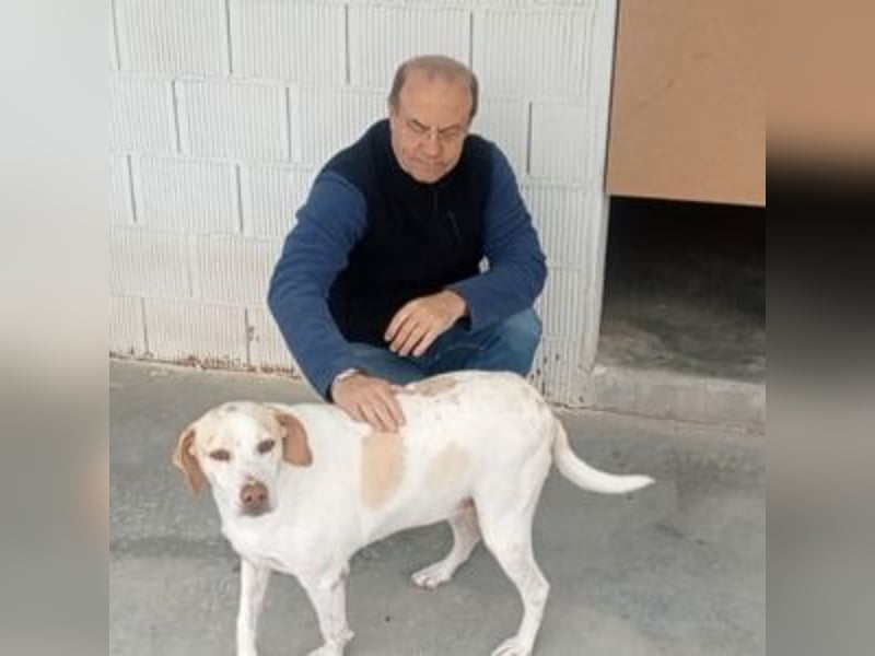 Jaca - sanfte Pointerin