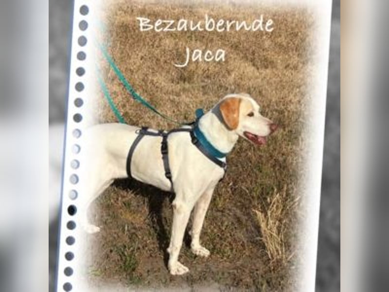 Jaca - sanfte Pointerin