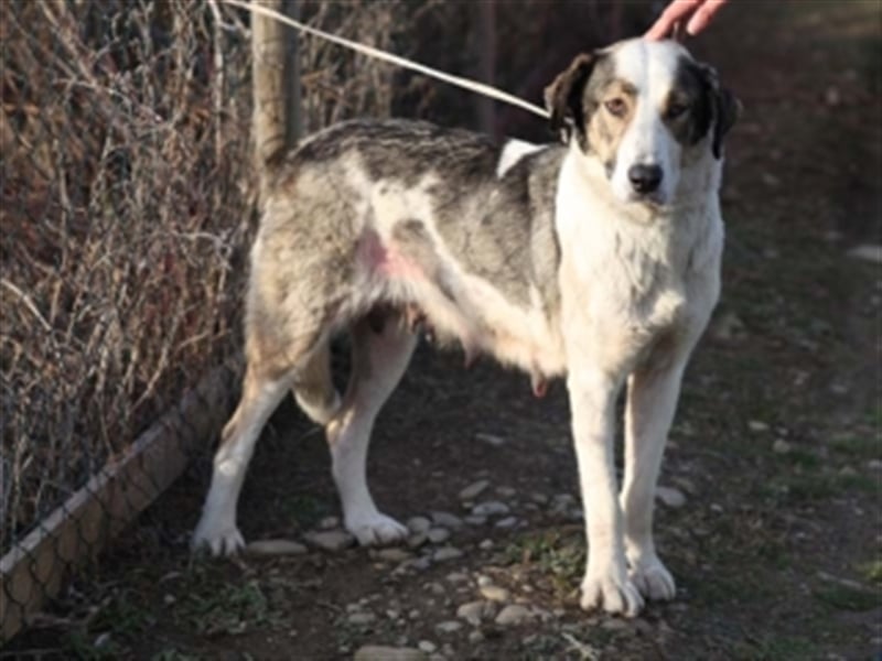 Georgia-sucht liebevolles Zuhause