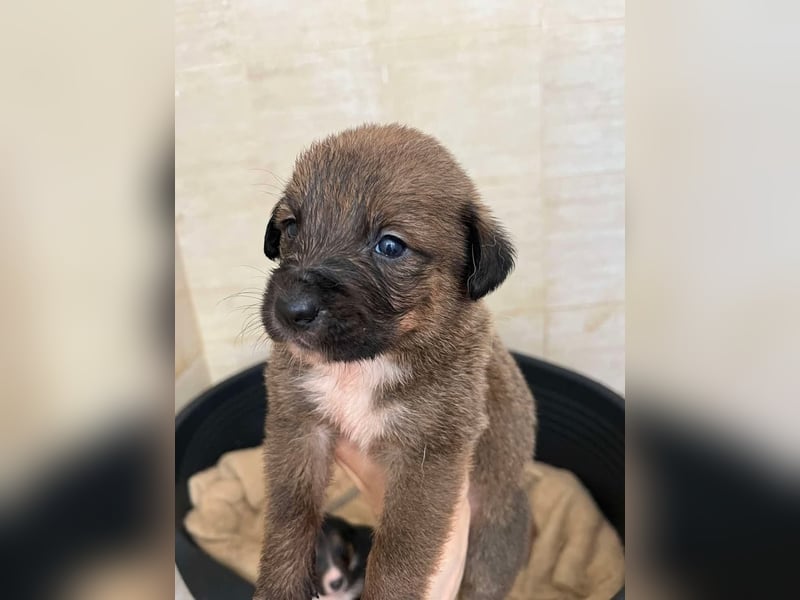 Libby sucht ihr Traumkörbchen