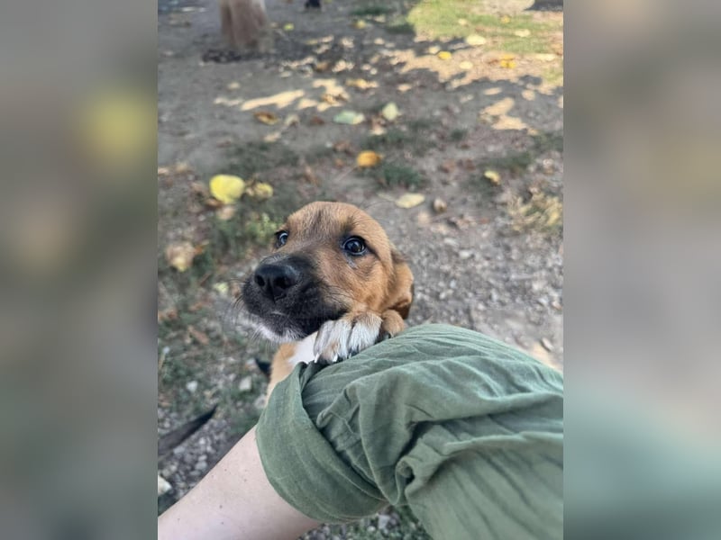 Libby sucht ihr Traumkörbchen