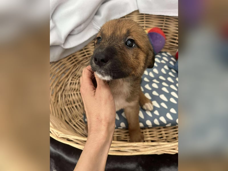 Libby sucht ihr Traumkörbchen