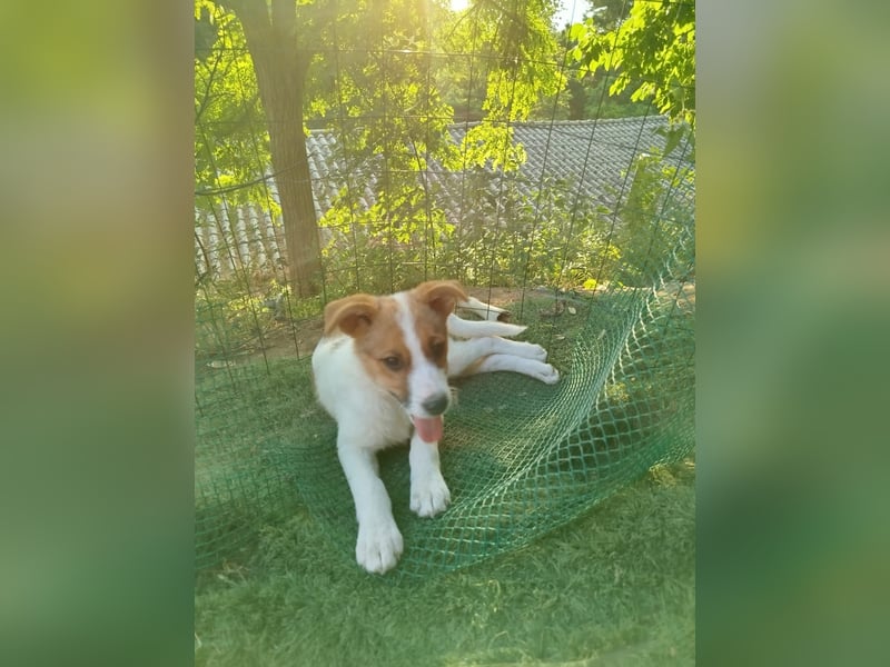 Carina sucht ihr für immer Zuhause