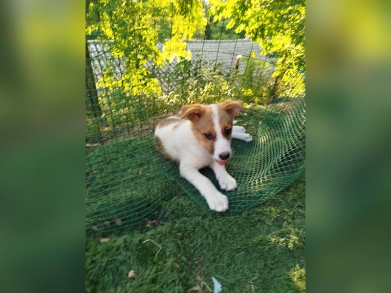 Carina sucht ihr für immer Zuhause