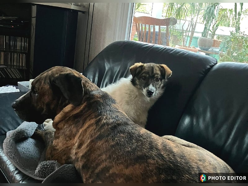 Valeria, kleine Herzensbrecherin sucht ihr Zuhause