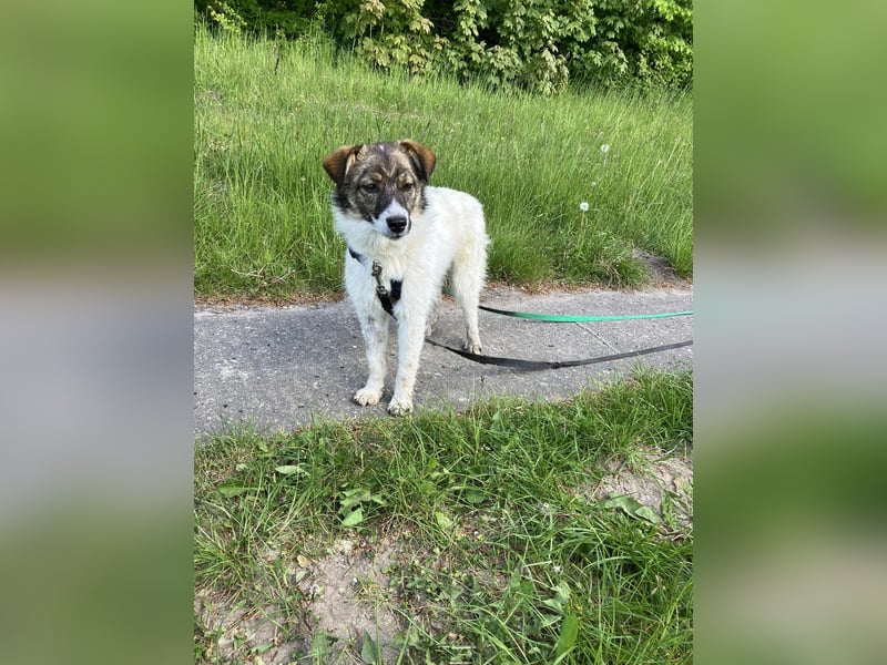 Valeria, kleine Herzensbrecherin sucht ihr Zuhause