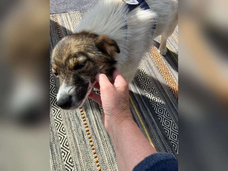 Valeria, kleine Herzensbrecherin sucht ihr Zuhause