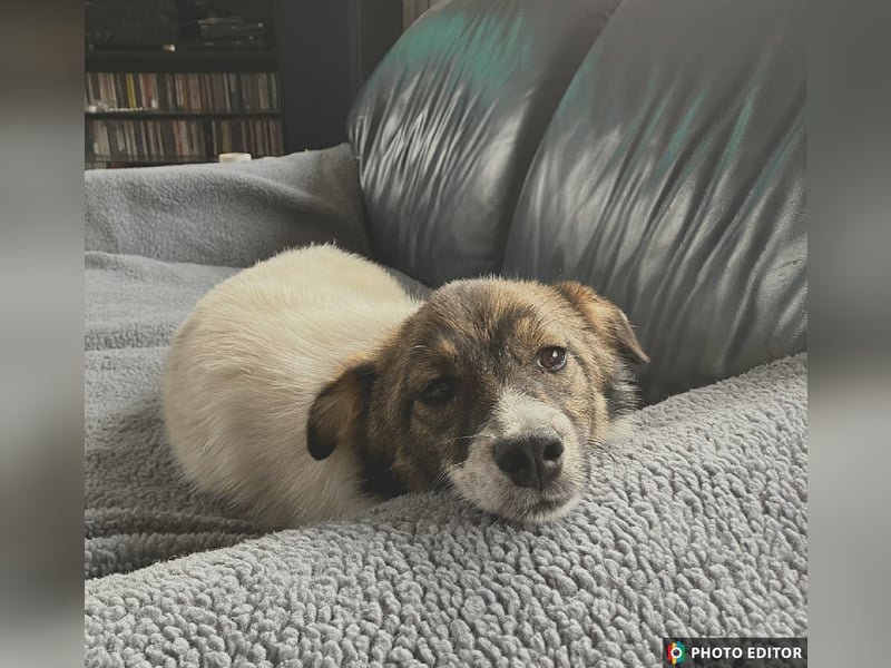 Valeria, kleine Herzensbrecherin sucht ihr Zuhause