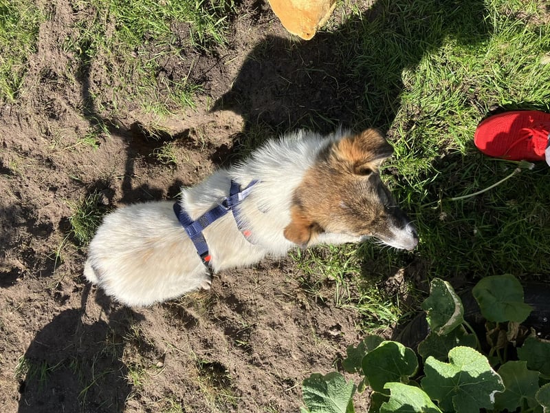 Valeria, kleine Herzensbrecherin sucht ihr Zuhause