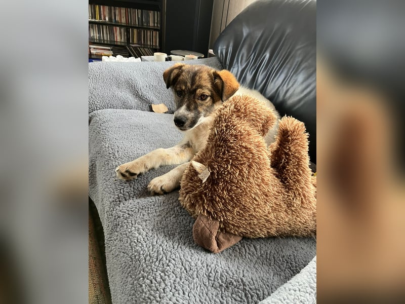 Valeria, kleine Herzensbrecherin sucht ihr Zuhause