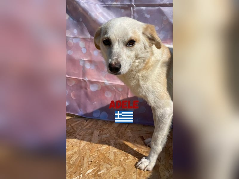 Adele,geb.03/23,liebenswerte,ruhige Hündin sucht ihre Familie