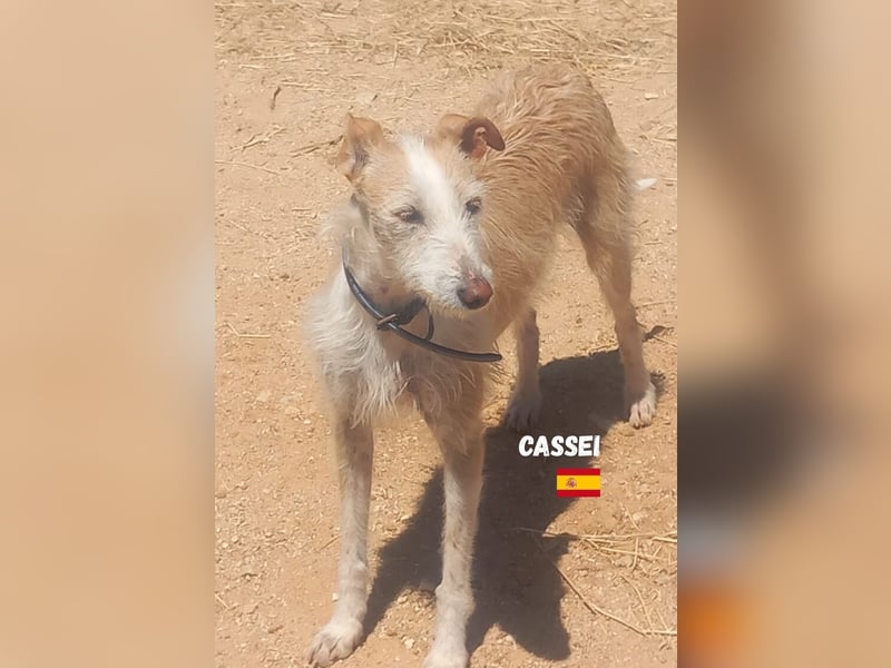 Cassei,geb.06/22,ängstliches Rauhaarpodenco Mädel sucht seine Familie