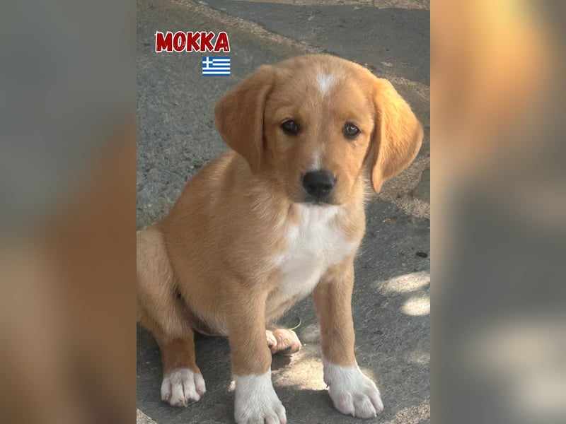 Mokka,geb.04/25,süßes Mischlingsmädel sucht ihre Familie