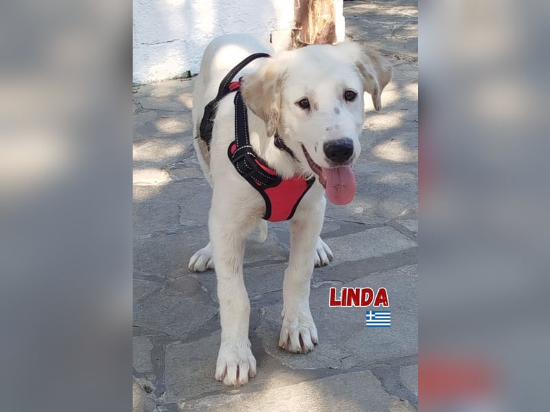 Linda,geb.03/25,hübsches Hütehundmädel sucht ihre Familie