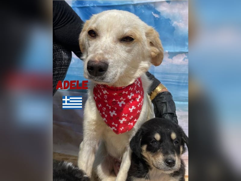 Adele,geb.03/23,liebenswerte,ruhige Hündin sucht ihre Familie