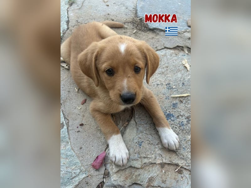 Mokka,geb.04/25,süßes Mischlingsmädel sucht ihre Familie