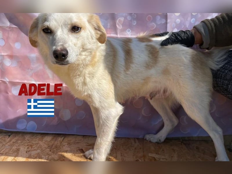 Adele,geb.03/23,liebenswerte,ruhige Hündin sucht ihre Familie