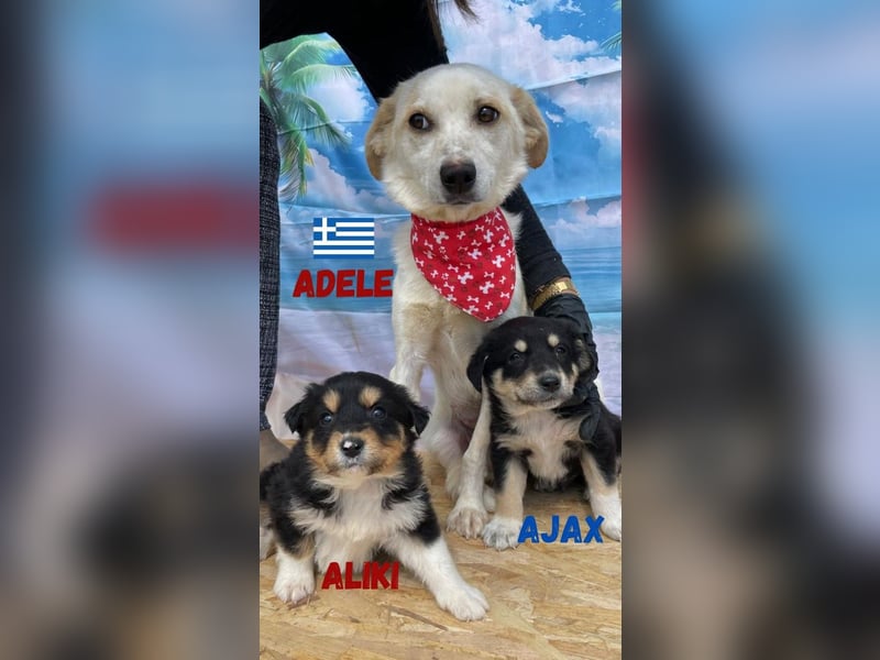 Adele,geb.03/23,liebenswerte,ruhige Hündin sucht ihre Familie