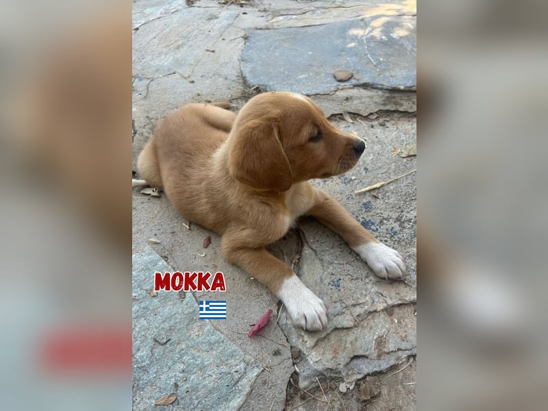 Mokka,geb.04/25,süßes Mischlingsmädel sucht ihre Familie
