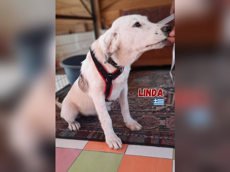 Linda,geb.03/25,hübsches Hütehundmädel sucht ihre Familie