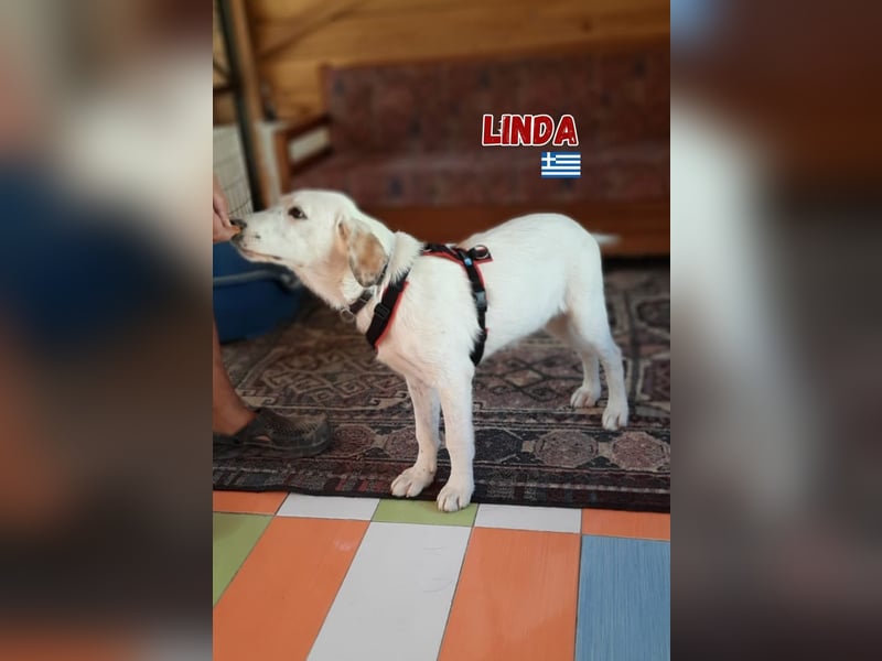 Linda,geb.03/25,hübsches Hütehundmädel sucht ihre Familie
