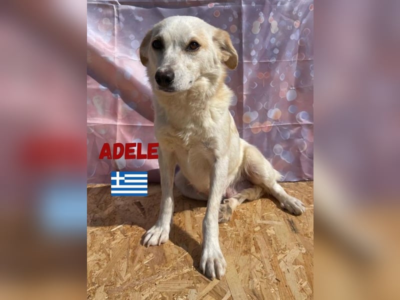 Adele,geb.03/23,liebenswerte,ruhige Hündin sucht ihre Familie