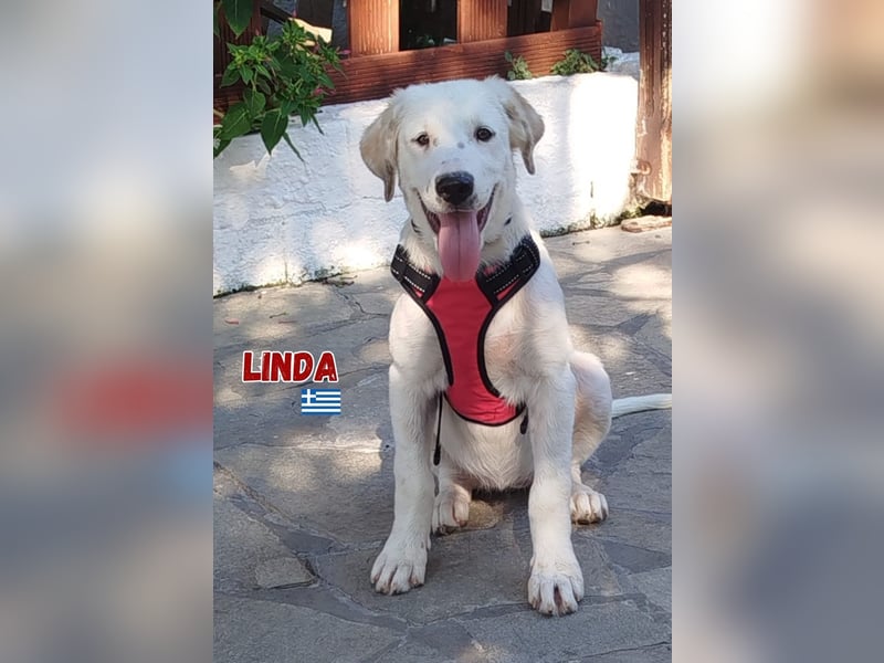 Linda,geb.03/25,hübsches Hütehundmädel sucht ihre Familie