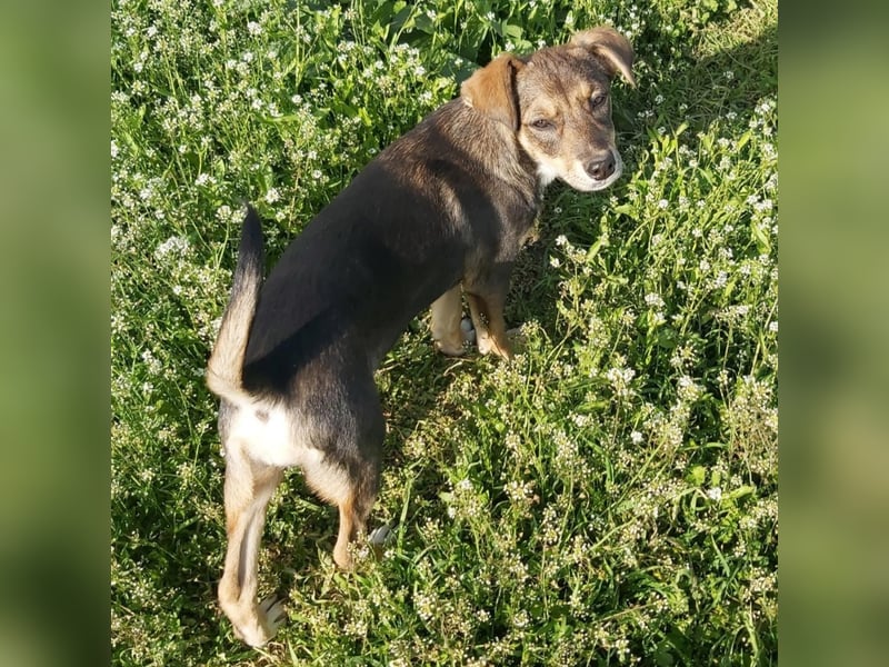 kleine Hundedame Bella
