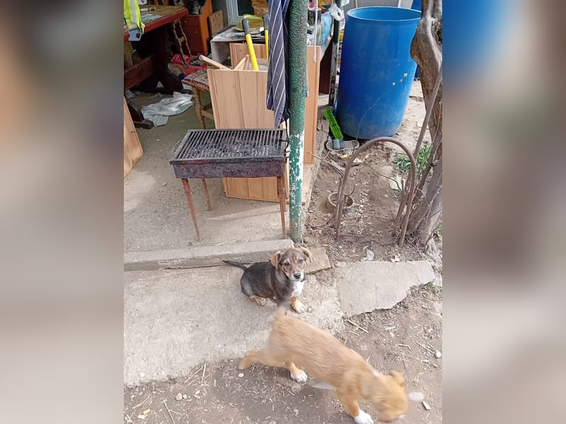 kleine Hundedame Bella