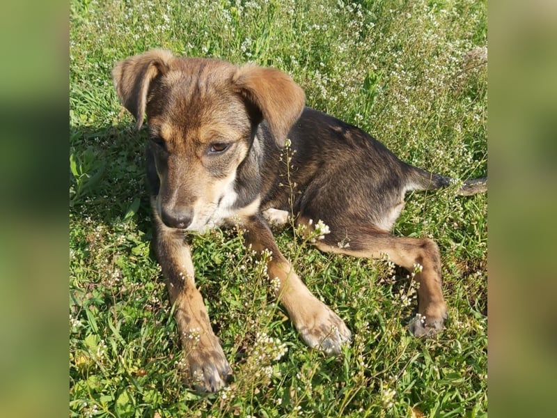 kleine Hundedame Bella