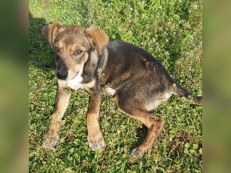 kleine Hundedame Bella