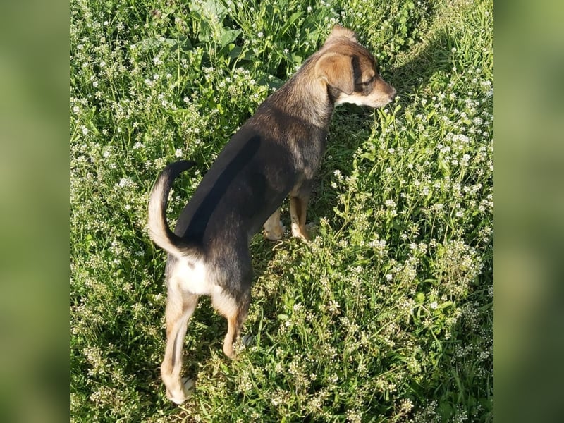 kleine Hundedame Bella