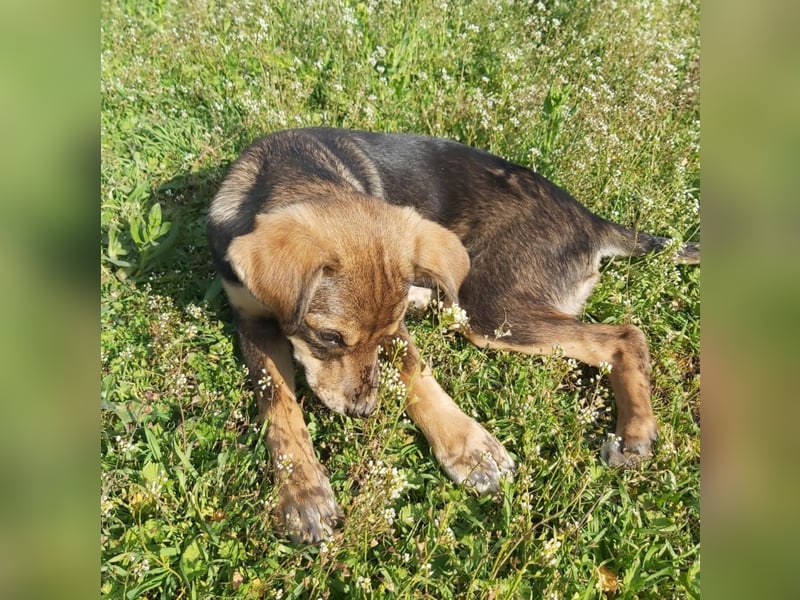 kleine Hundedame Bella