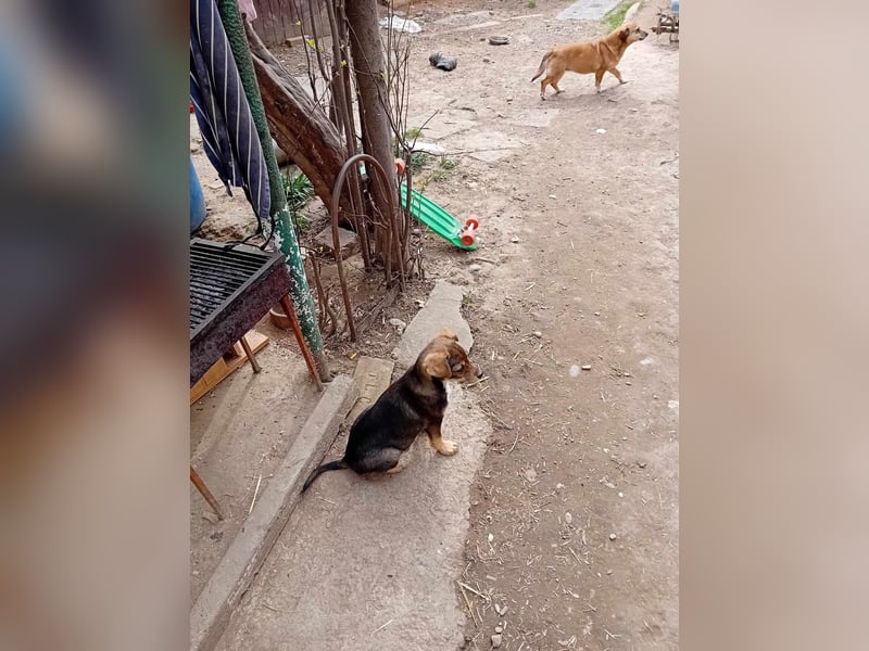 kleine Hundedame Bella