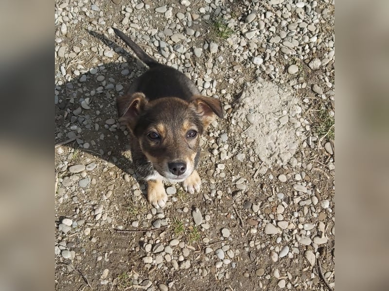 kleine Hundedame Bella